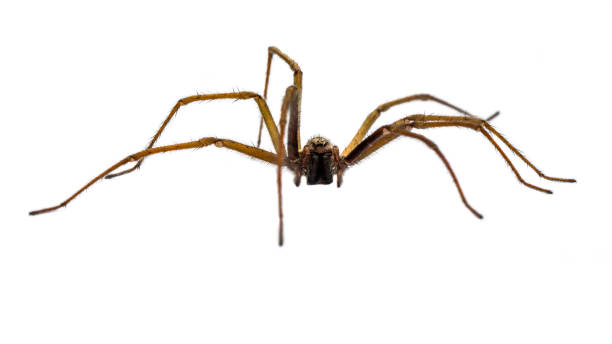 istock Giant house spider frontal isolated on white background 1300475992