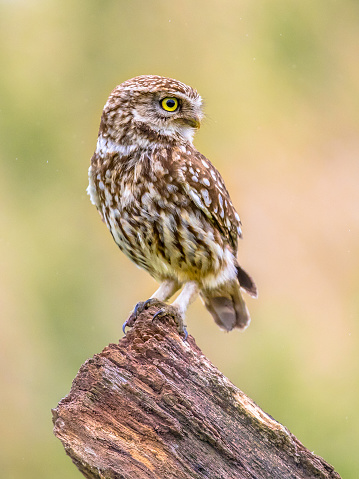 Little Owl (Athene noctua) nocturnal bird perched on log with bright background and looking to side at prey