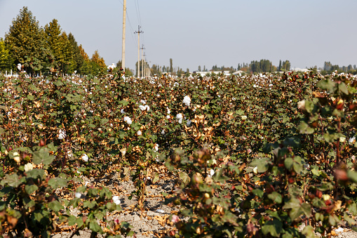 Cotton field in Uzbekistan. Cotton before harvest.