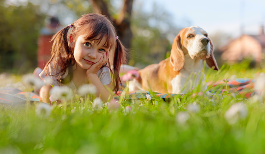 Four-year-old girl on a Sunny summer day with a Beagle on a lawn with daisies. Happy little girl playing with dog in garden.