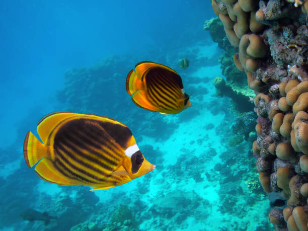 istock Beautiful Coloured Hard Coral Reef. 1300485769