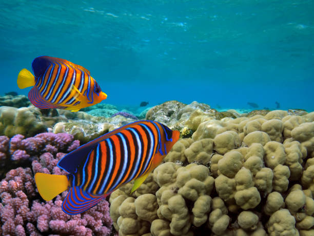 istock Beautiful Coloured Hard Coral Reef. 1300485794