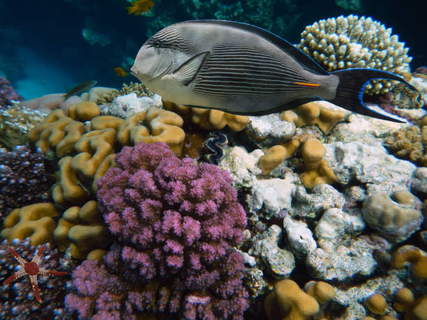 istock Beautiful Coloured Hard Coral Reef. 1300485809
