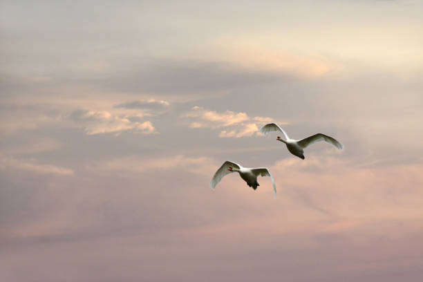 Flying mute swan Two mute swan flying in the aftherglow bij sunset. swan at dawn stock pictures, royalty-free photos & images