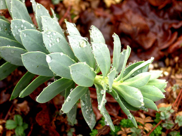 istock Succulent in form of a house leek 1300488316