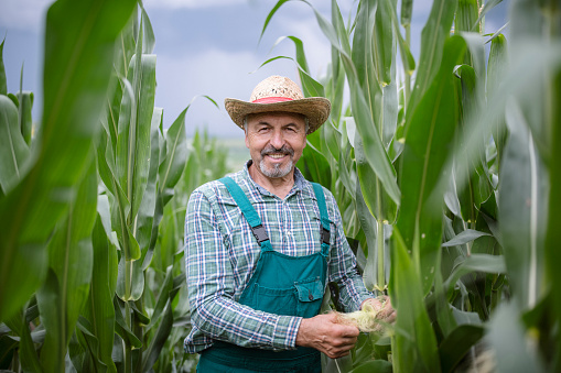 Portrait of happy senior farmer in corn fields, inspecting growth quality.