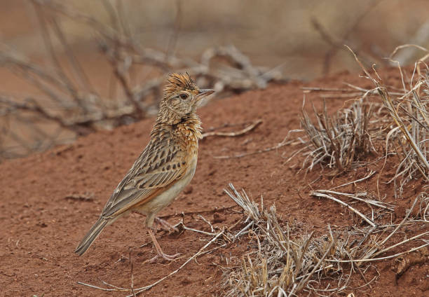 Rufous-naped Lark Rufous-naped Lark (Mirafra africana transvaalensis) adult standing on bare ground"n"nKruger NP, South Africa          November rufous naped lark mirafra africana stock pictures, royalty-free photos & images