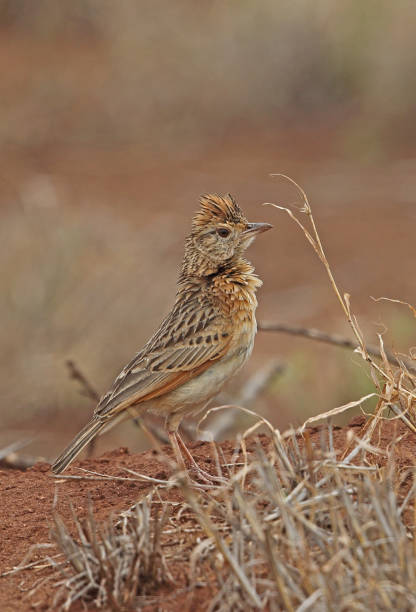 Rufous-naped Lark Rufous-naped Lark (Mirafra africana transvaalensis) adult standing on the ground"n"nKruger NP, South Africa          November rufous naped lark mirafra africana stock pictures, royalty-free photos & images