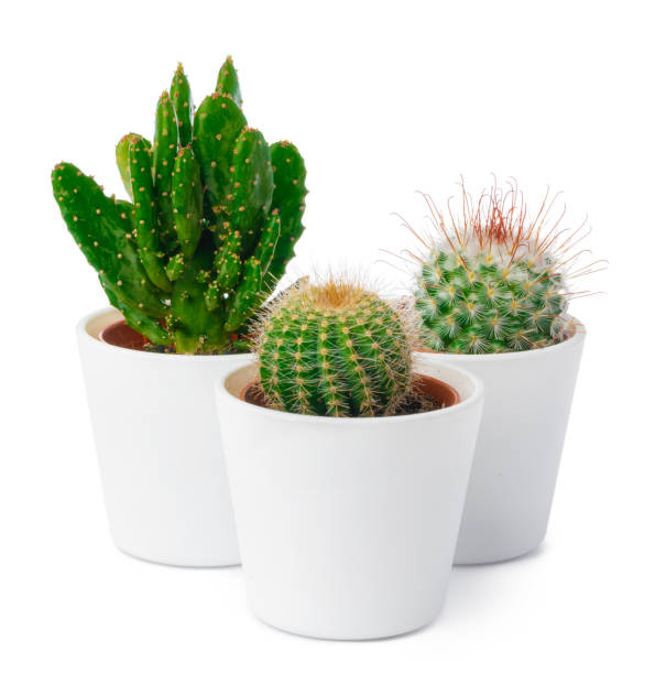 istock different types of cactus isolated on white background 1300488807