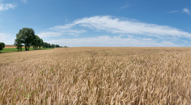 istock Light brown wheat field in rural summer 1300491713