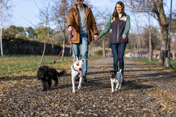 istock Happy couple walks with dogs 1300492865