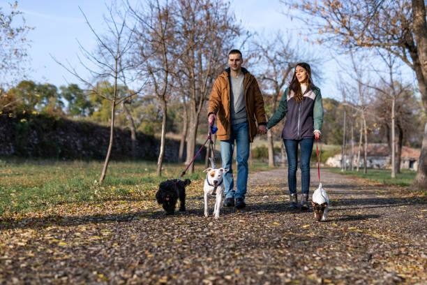 istock Young couple walks in public park with three dogs 1300493089