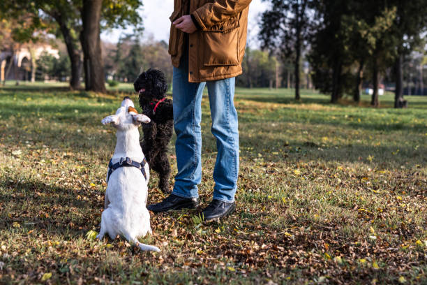 istock Two dog listening owner in public park 1300493096