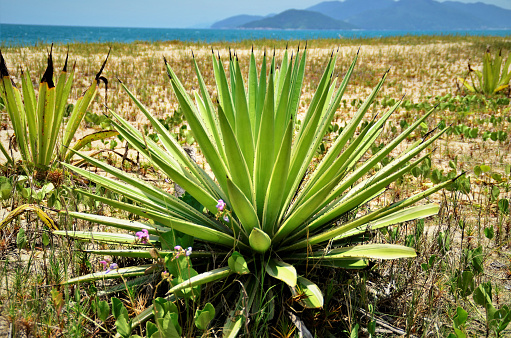 An agave growing amid restinga on the sand of Capricorn beach, north coast of São Paulo