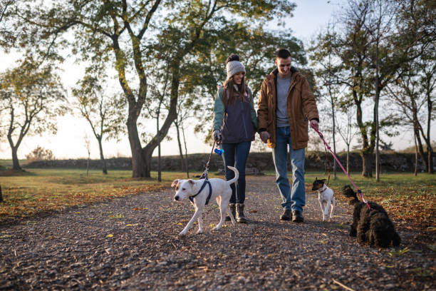 istock Walking with dogs is enjoyment 1300493260