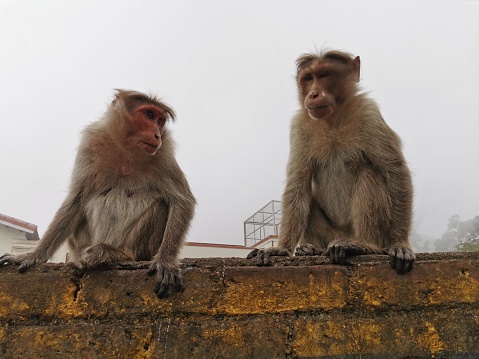 Thinking Monkeys Expression