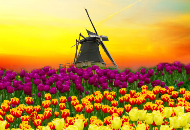 istock dutch windmill over tulips field 1300494837