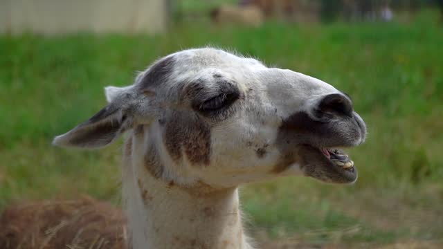 1,993 Llama Animal Stock Videos and Royalty-Free Footage - iStock