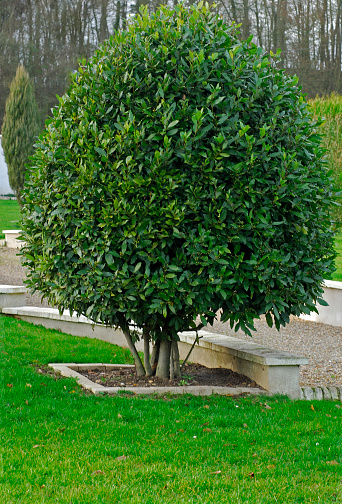 Bay tree in a garden Laurus nobilis