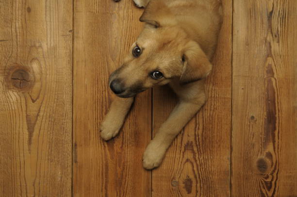 istock three month old puppy dog 1300496997