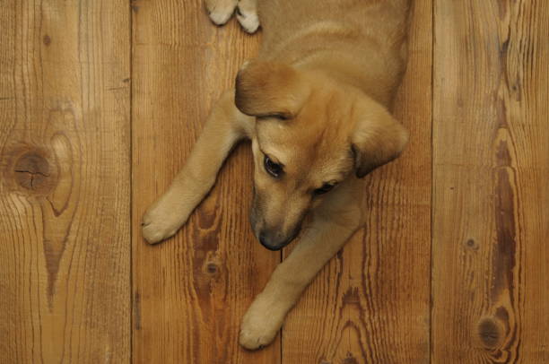 istock three month old puppy dog 1300497056