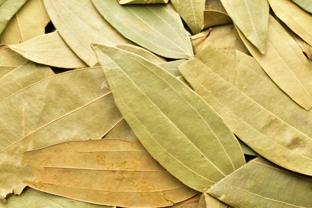 istock Bay leaves texture background, Indian spice 1300498129