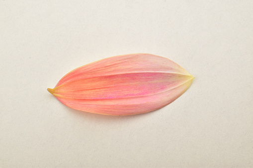 top view of pink flower petal isolated on white background