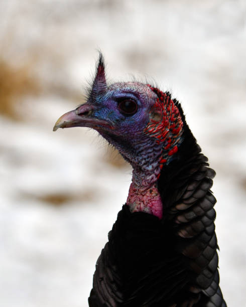 istock Wild Turkey Portrait 1300498888