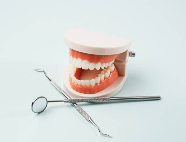 istock plastic model of the jaw with white teeth and various dental instruments for the doctor's work in the oral cavity 1300498913