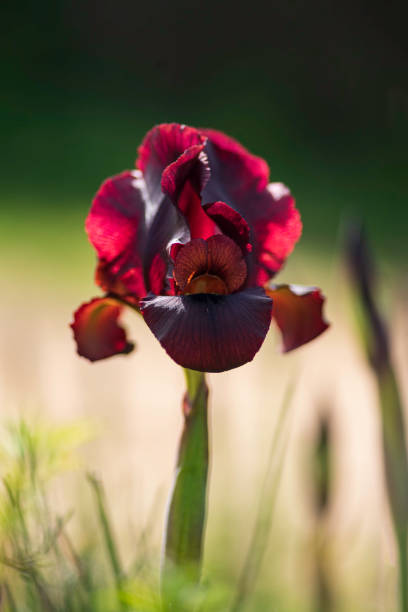 istock Close-up Iris atropurpurea flower and buds on blurred green background 1300499042