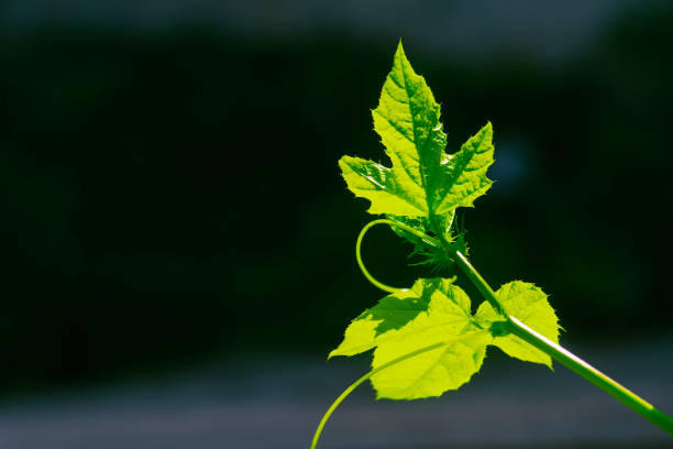 istock green leaves on dark background 1300500118