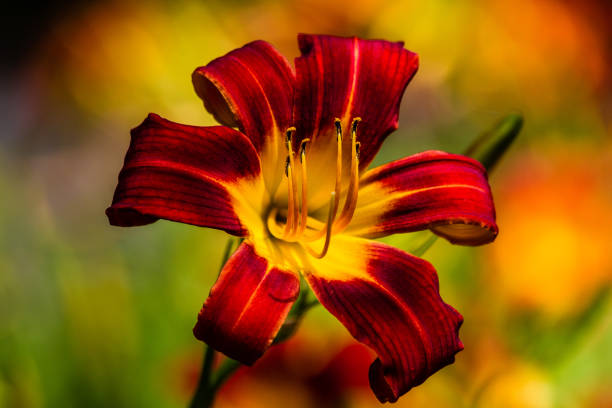 "Ruby Spider" Daylily A ruby red and yellow "Ruby Spider" daylily in a garden in Washington, D.C. hemerocallidoideae stock pictures, royalty-free photos & images