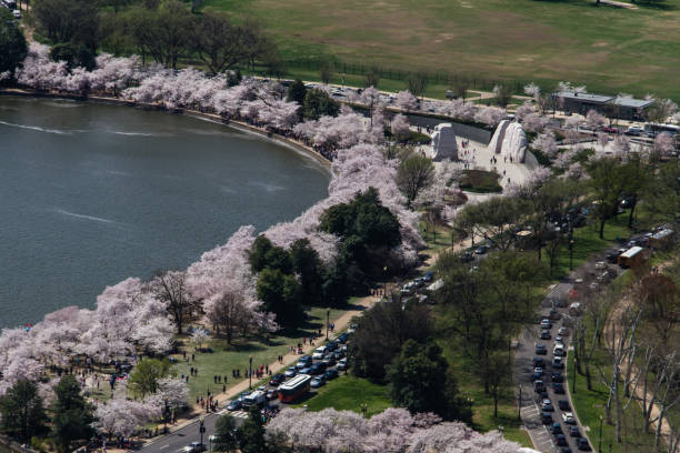 Overhead Shot of Cherry Blossoms at the Tidal Basin Washington, D.C. - Cherry Blossom trees blooming in April along the Tidal Basin as seen from the top of the Washington Monument. The Martin Luther King Jr. Memorial is also shown. martin luther king jr memorial stock pictures, royalty-free photos & images