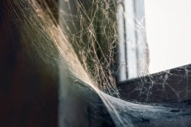 Photo of Spider web at the window