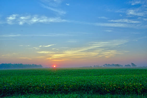 istock Sunrise over a soy bean field-Howard County Indiana 1300503120