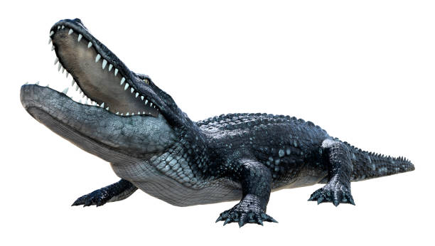istock 3D illustration black alligator on white 1300505718