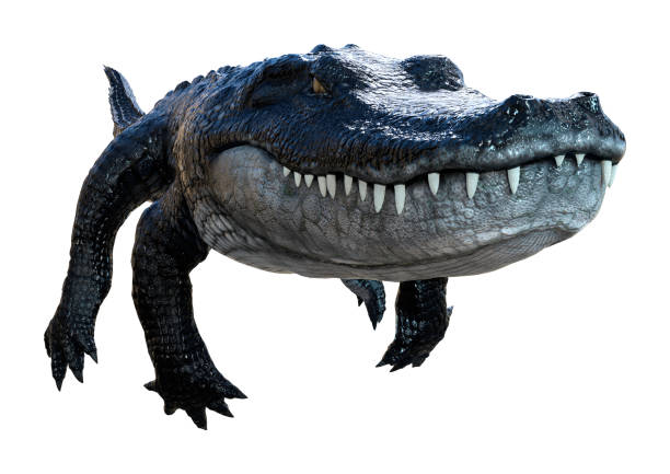 istock 3D illustration black alligator on white 1300505726
