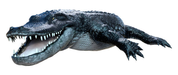 istock 3D illustration black alligator on white 1300505745