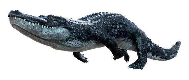 istock 3D illustration black alligator on white 1300505746