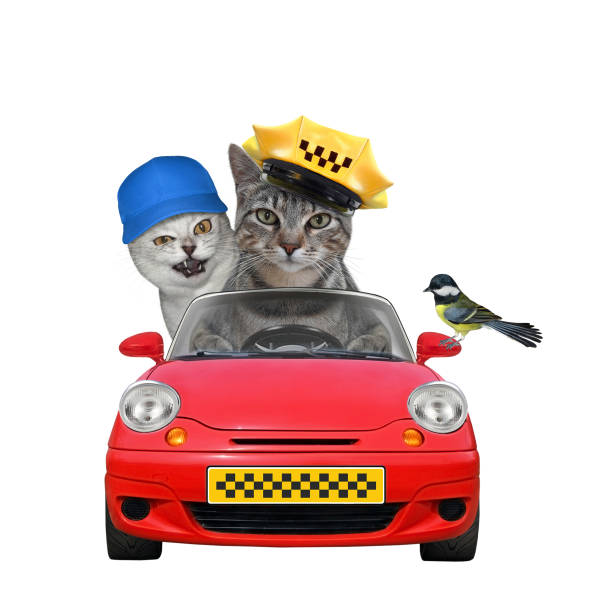 istock Cat gray drives red taxi car 4 1300508039