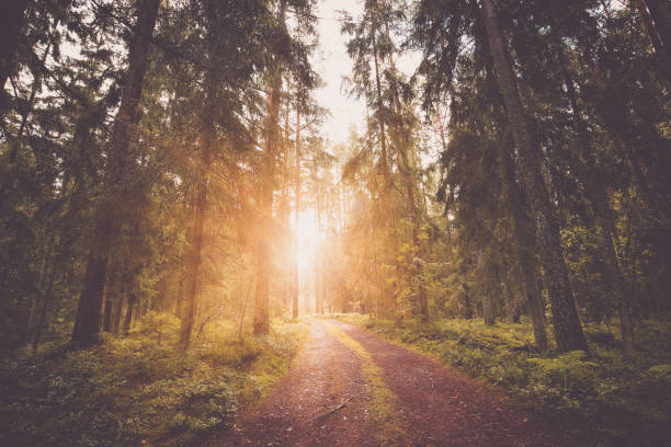 istock Lahemaa national park forest beautiful panoramic view 1300508046