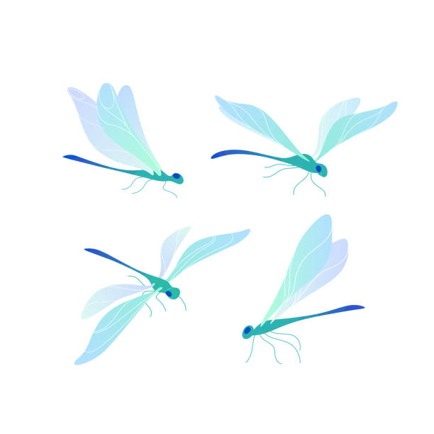 dragonfly Dragonfly icon set. Different type of dragonfly. Vector colorful illustration for prints, clothing, packaging, stickers. dragonfly stock illustrations