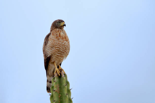 Roadside Hawk (Rupornis magnirostris) perched on a cactus under a blue sky Roadside Hawk (Rupornis magnirostris) perched on a cactus under a blue sky caatinga stock pictures, royalty-free photos & images