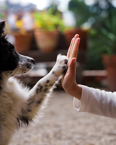 Close-up of a cute black and white border collie puppy high-five with a girl on a sunny day