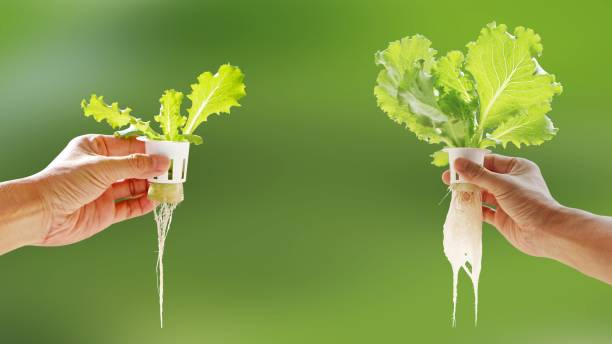 hand von jungen mann hält hydroponischen topf mit gemüse sämungsmittel wachsen auf schwamm isoliert auf verschwommenen hintergrund mit clipping-pfad. vergleich von gemüseanbau ohne boden von zwei pflanzen. - hydroponics vegetable lettuce greenhouse stock-fotos und bilder