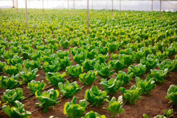 Greenhouse for the cultivation of lettuce