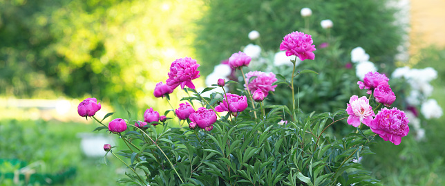 Beautiful blooming peonies in the garden. Flowers background - Image
