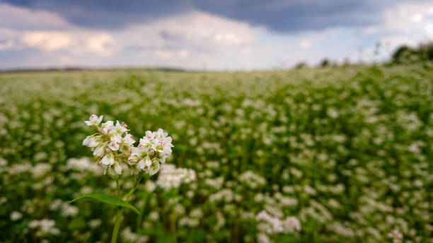 гречневая крупа (также известно fagopyrum mill) поле покрыто белоснежным цветением - clover field blue crop стоковые фото и изображения