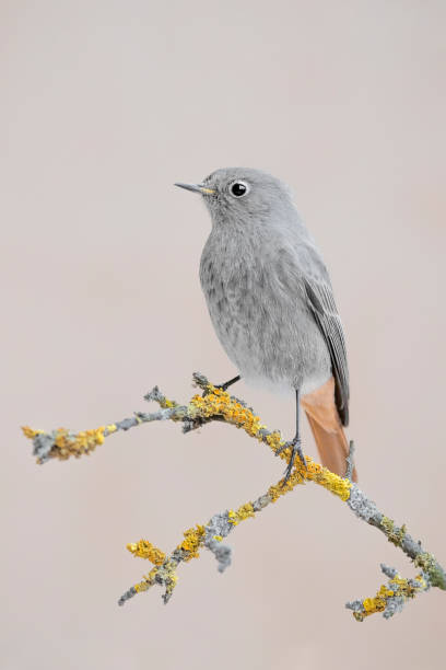 istock Beautiful portrait of common Redtstart (Phoenicurus phoenicurus) 1300514639