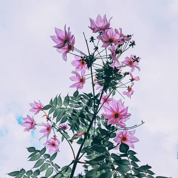 Dahlia imperialis against the sky.